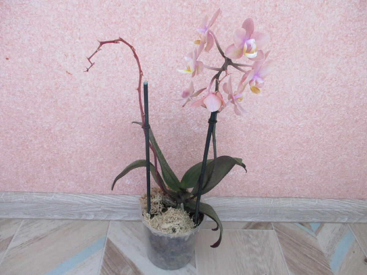 Нужно ли обрезать цветонос у орхидеи после цветения