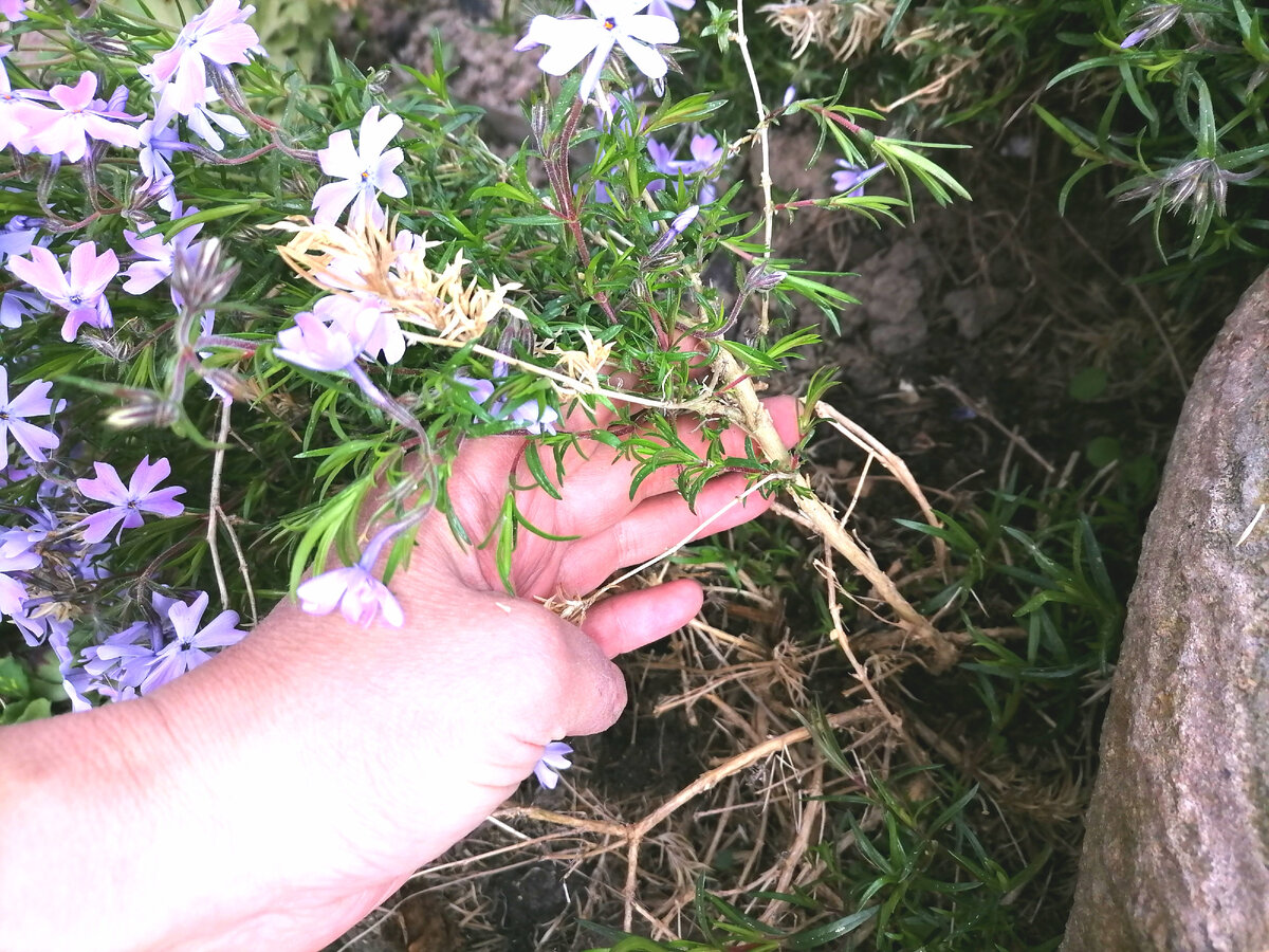 Флокс шиловидный, фото автора.