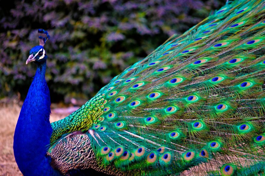 Павлина перья Peacock