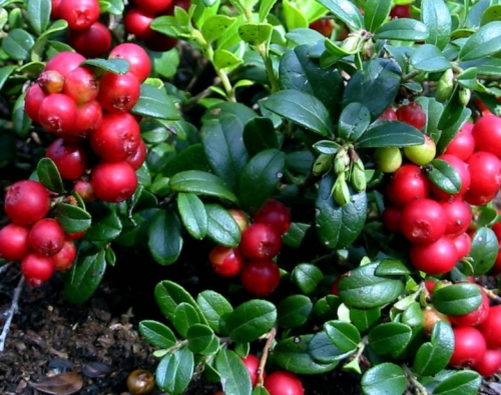 Брусника. Вечнозеленый кустарничек с ползучим корневищем и прямостоячими, ветвистыми стеблями.