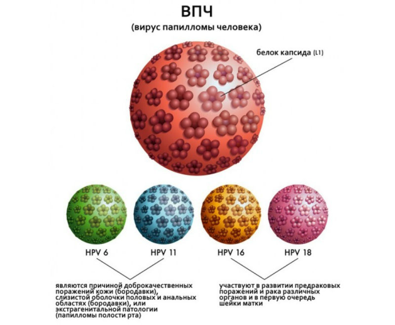 Вирусы папилломы hpv 16. Модель вируса папилломы человека. Вирусы папилломы человека типы.