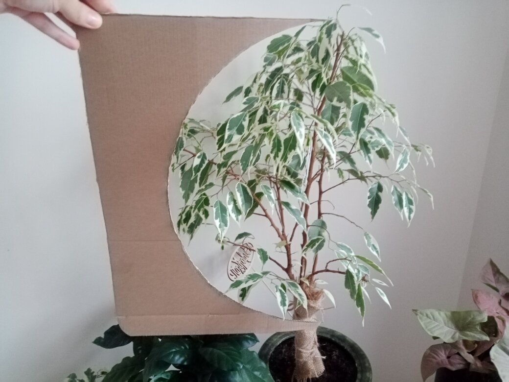 Планы по формированию фикуса в форме шара. Фото автора