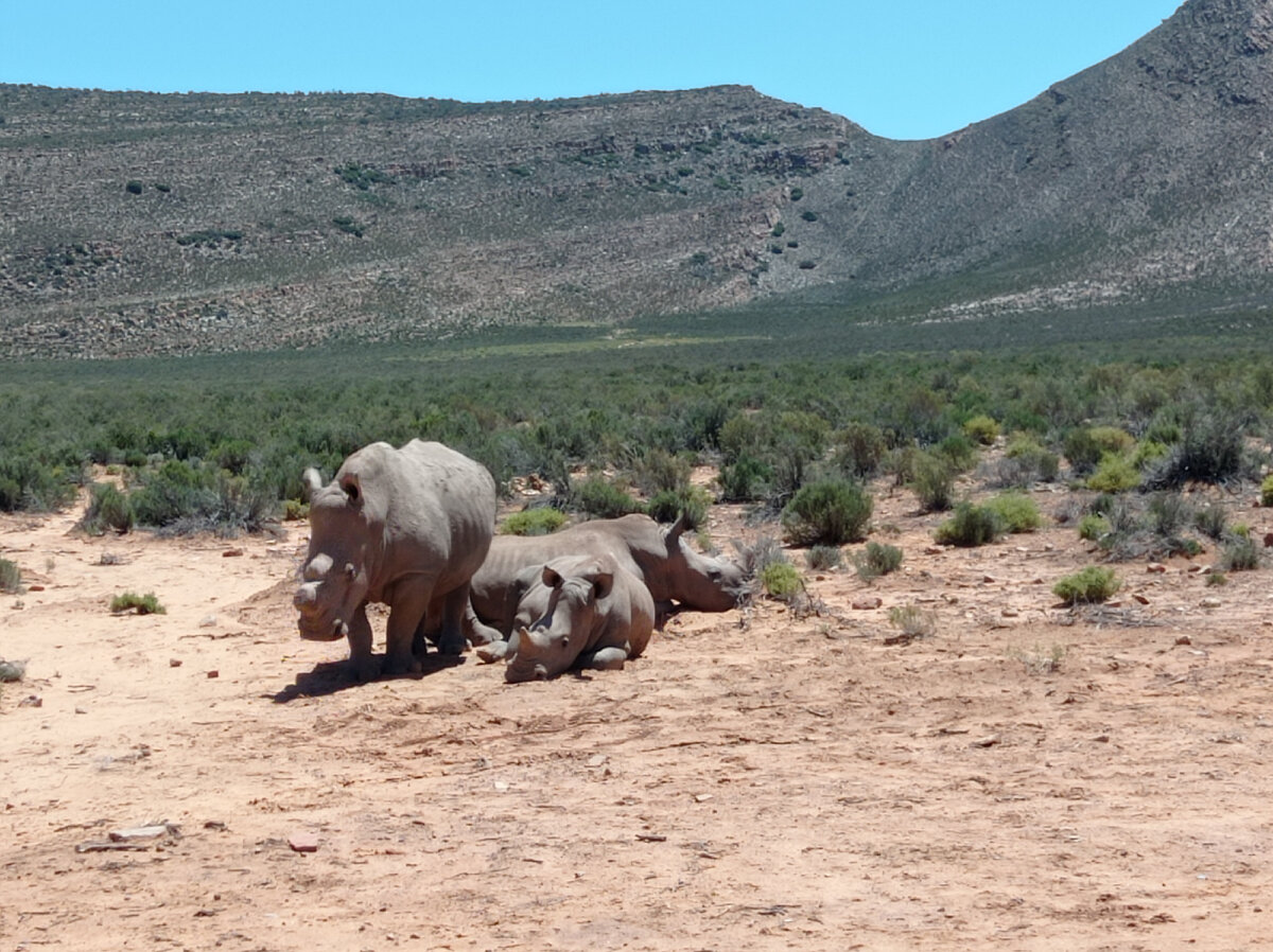 ЖИВОТНЫЕ в АФРИКЕ! Наше первое сафари в Aquila Private Game Reserve & Spa.  Сколько нам это стоило?! | Заяц Путешественница | Дзен