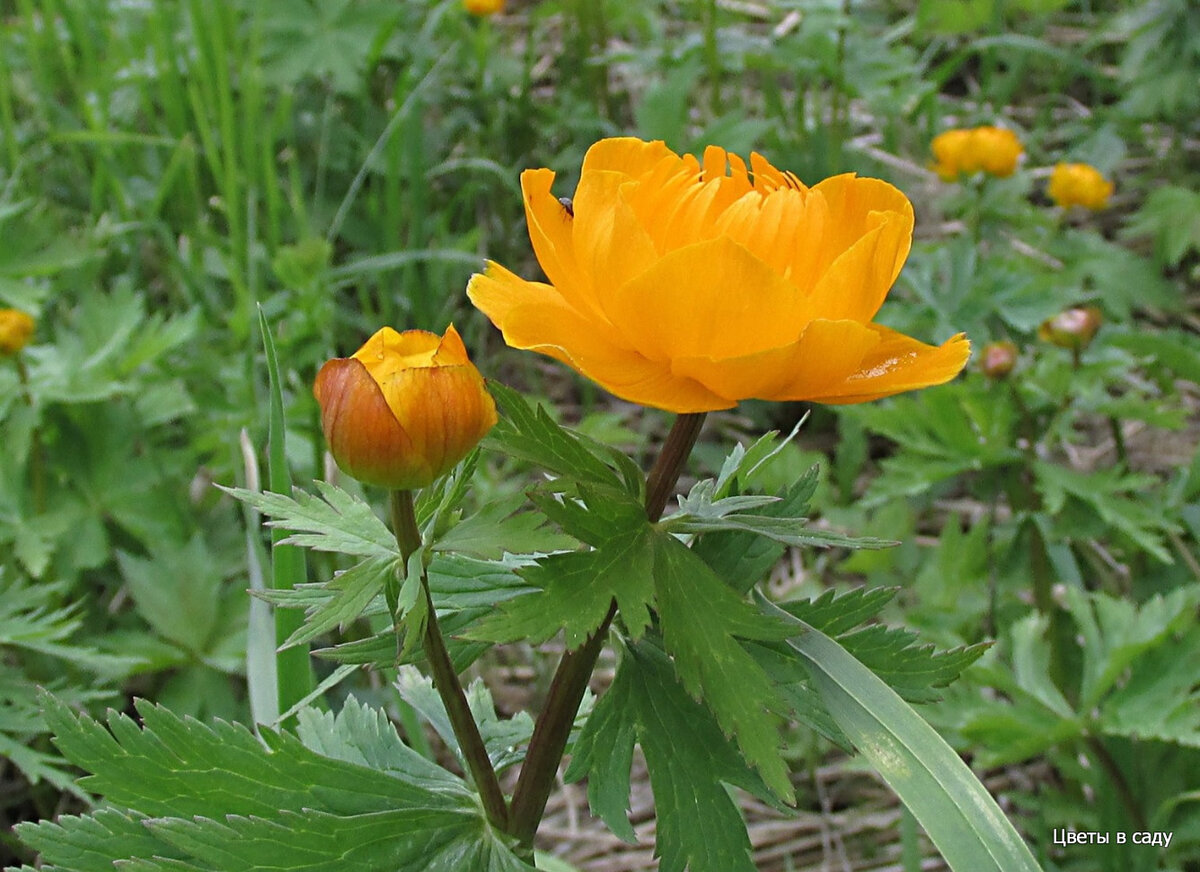 Купальница азиатская Trollius asiaticus