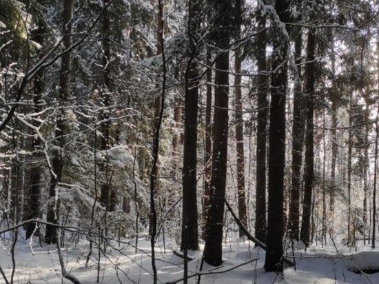     Саратовцев просят не посещать леса из-за риска заразиться мышиной лихорадкой. Фото: Екатерина Соколова