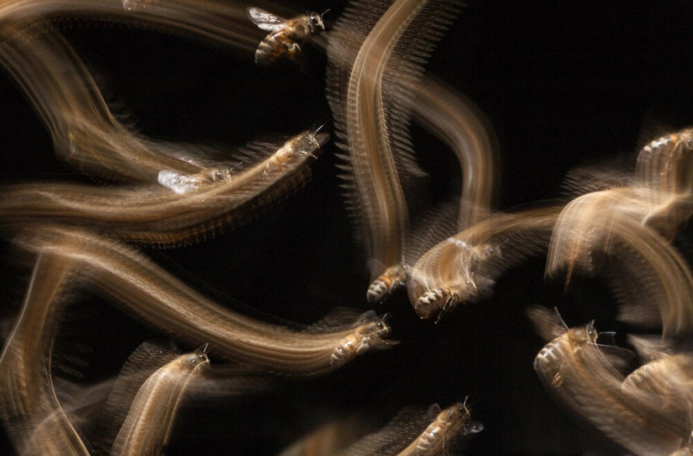    Honey Bee Flight Trail. Фото: John Waters.