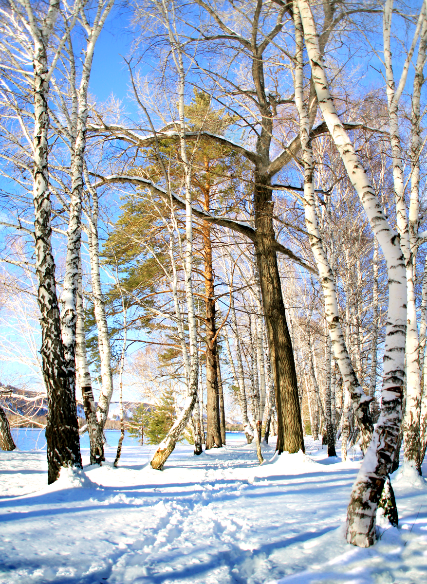 зимний морозный лес. солнечный зимний день. морозный зимний день. стоял ясный зимний. открытка зима туман.
