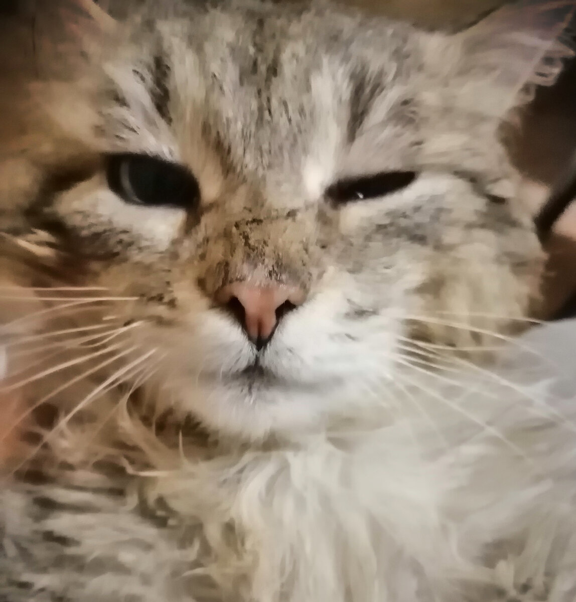 Господин пока просто "кот" 
