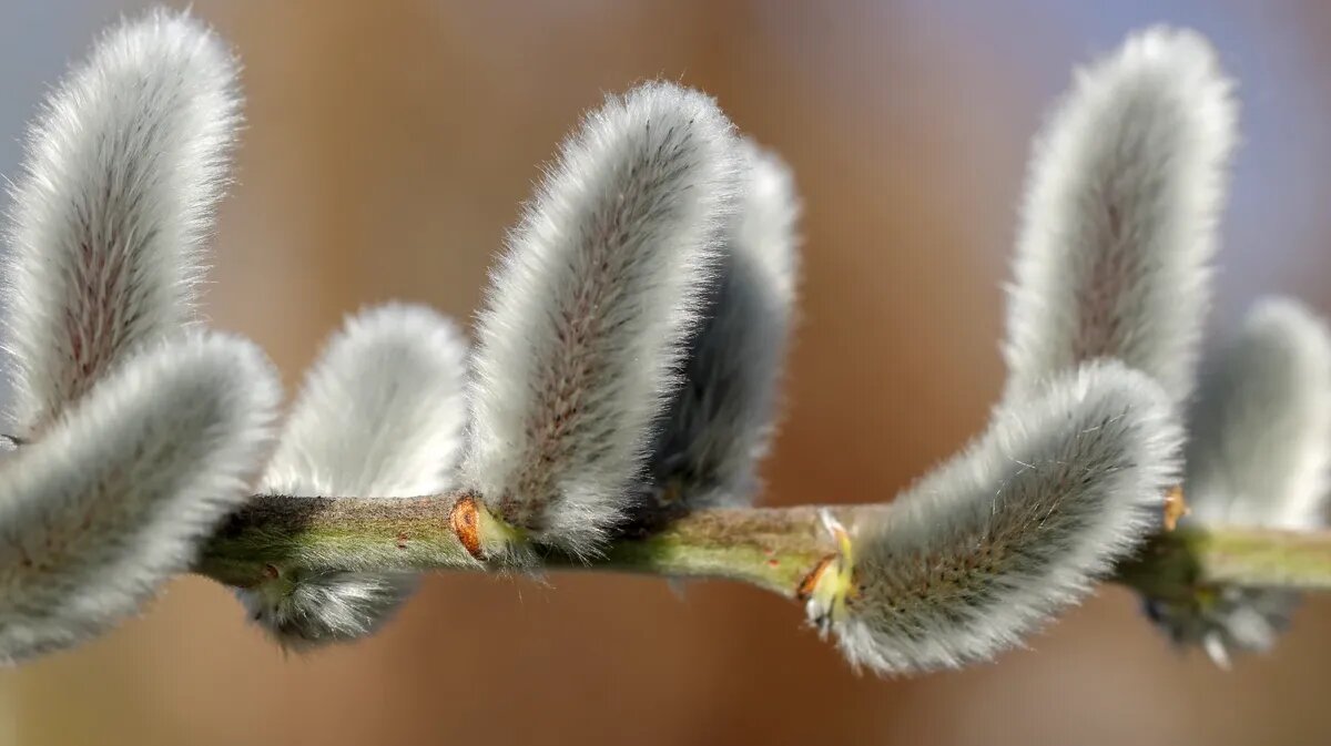 Фото: piqsels.com