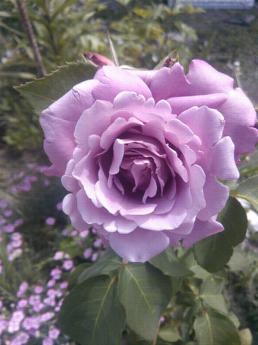 Все фото роз-мои.