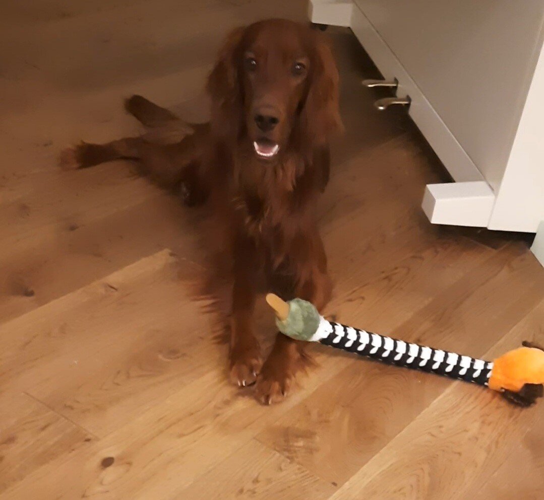 Арчи-младший