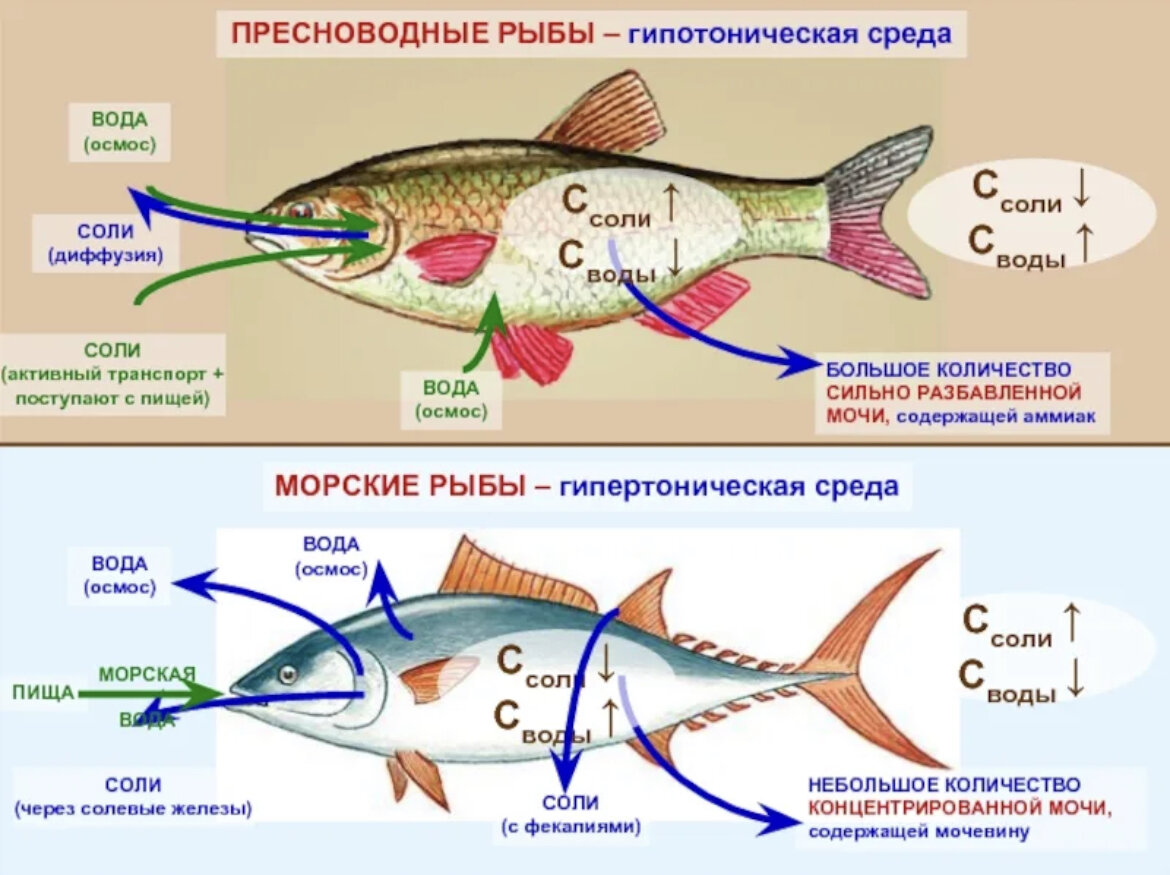 Рыба какой организм. Осморегуляция у морских и пресноводных рыб. Осмос у рыб. Осморегуляция у морских рыб. Выделение у морских и пресноводных рыб.