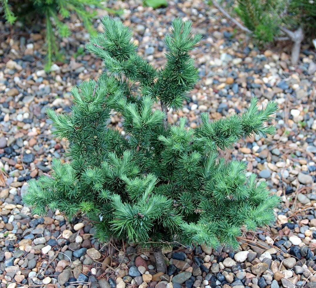 Larix kaempferi Diana