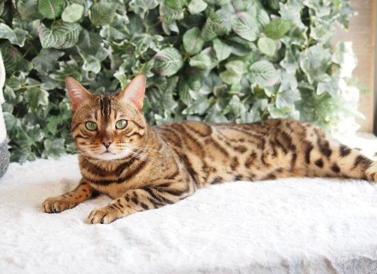 Бенгальская кошка - подойдет людям, родившимся под знаком Овен