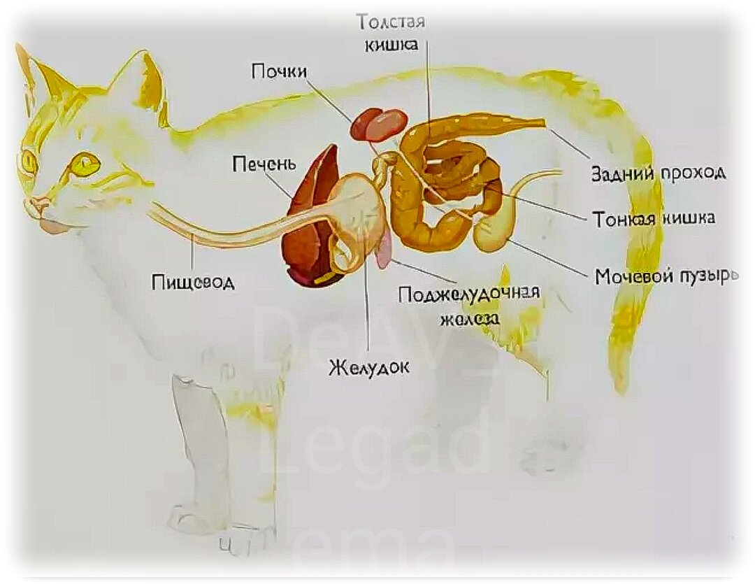 Желудок человека