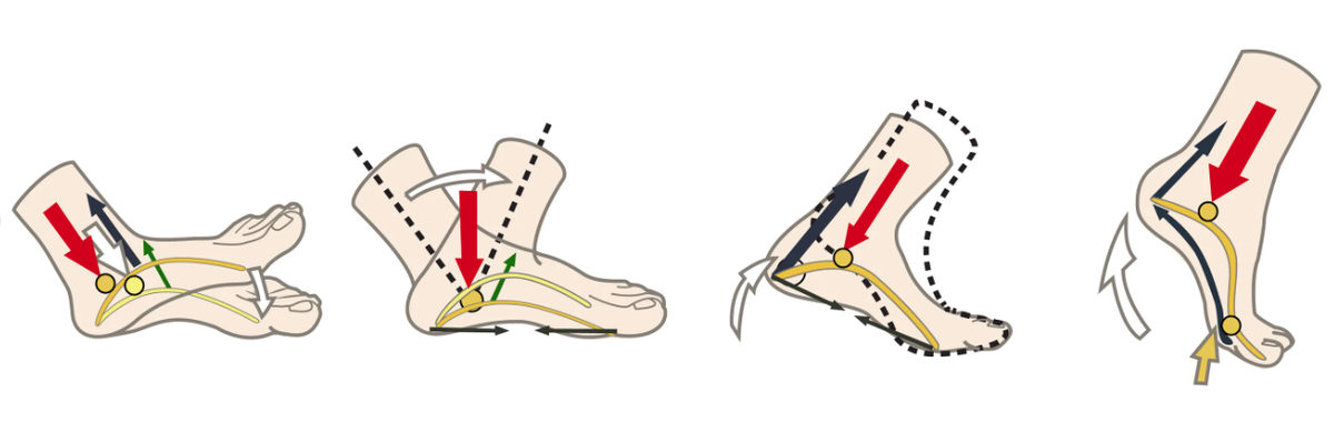 Почему вставать на пятку. Упражнения с теннисным мячом для стопы. Подошвенный фасциит фиброматоз. Почему вставать на пятку. Теннисный мяч стопа.