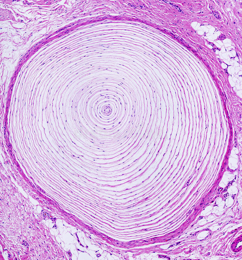 зрительный нерв