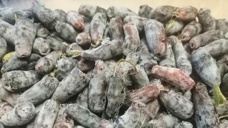    Как вырастить жимолость: «Дачная помощь» от владимирского филиала Россельхозцентра