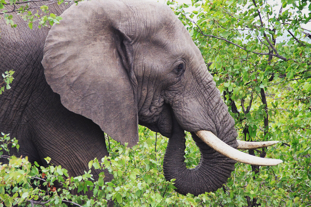 фотография взята из открытого доступа сети интернет / Фото Martie Swart ( Flickr.com)