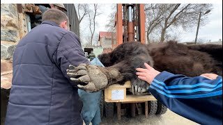 Олег Зубков идет в берлогу к медведю посмотреть СПИТ ЛИ ОН! При погрузке МЕДВЕДЬ ПРОСНУЛСЯ !