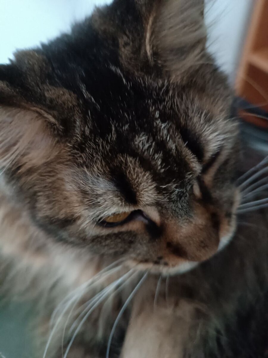 Урсула не понимает, как это — выбрасывать котов