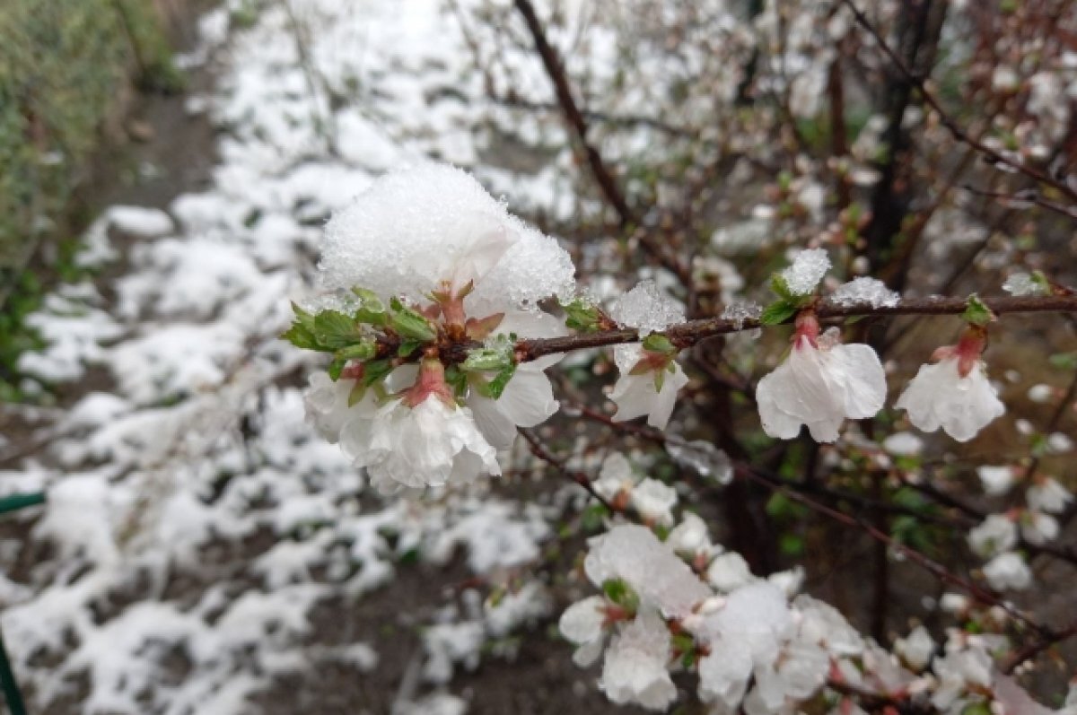    Гидрометцентр рассказал о погоде в Ростове в начале апреля