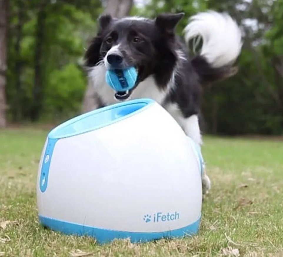 автоматический метатель мячей для собак. метатель мячей для собак. машинка для бросания мячиков для собак. пулялка мячей для собак автоматическая. автоматический метатель мячей для собак.