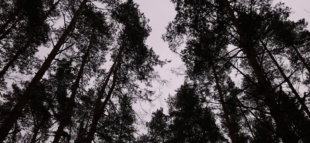 Лес просыпается