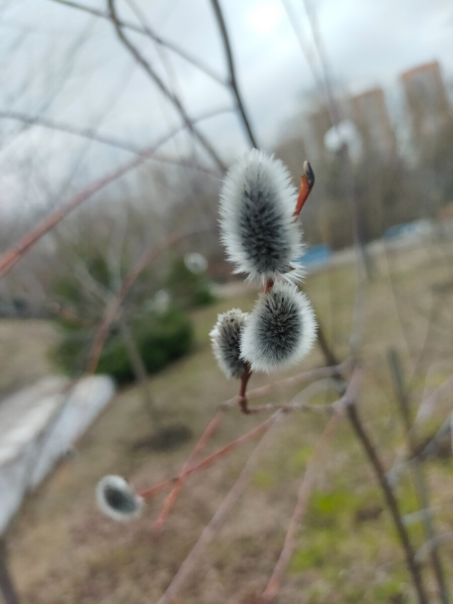 Фото автора.