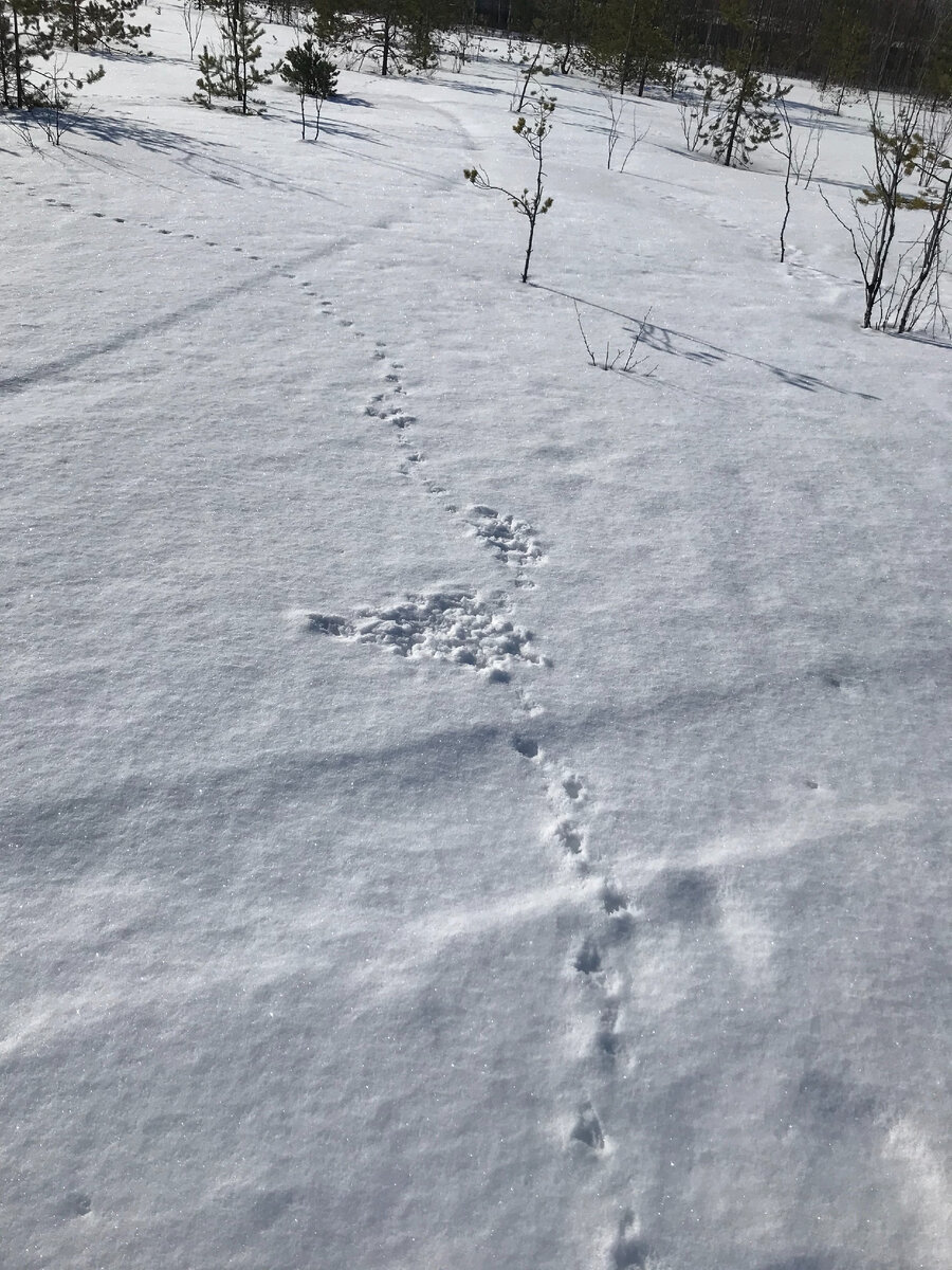 Медвежьи следы на снегу фото