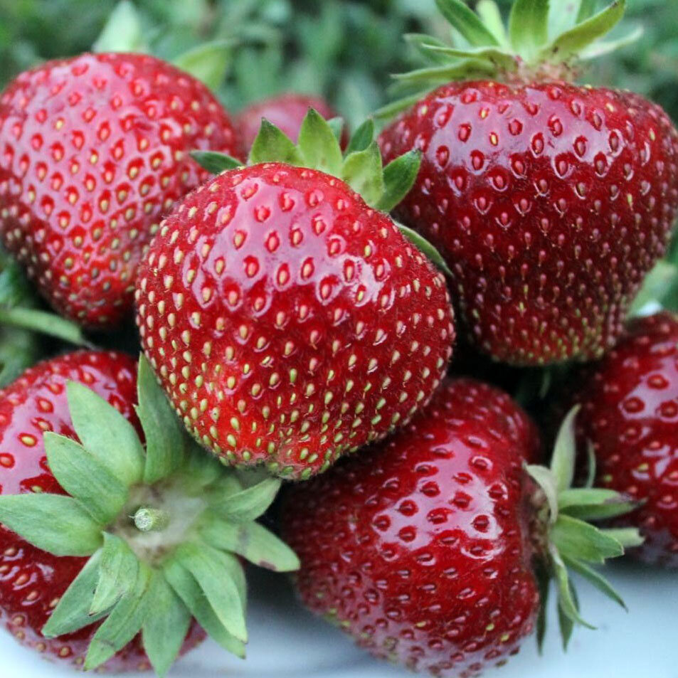 Клубника Мальвина