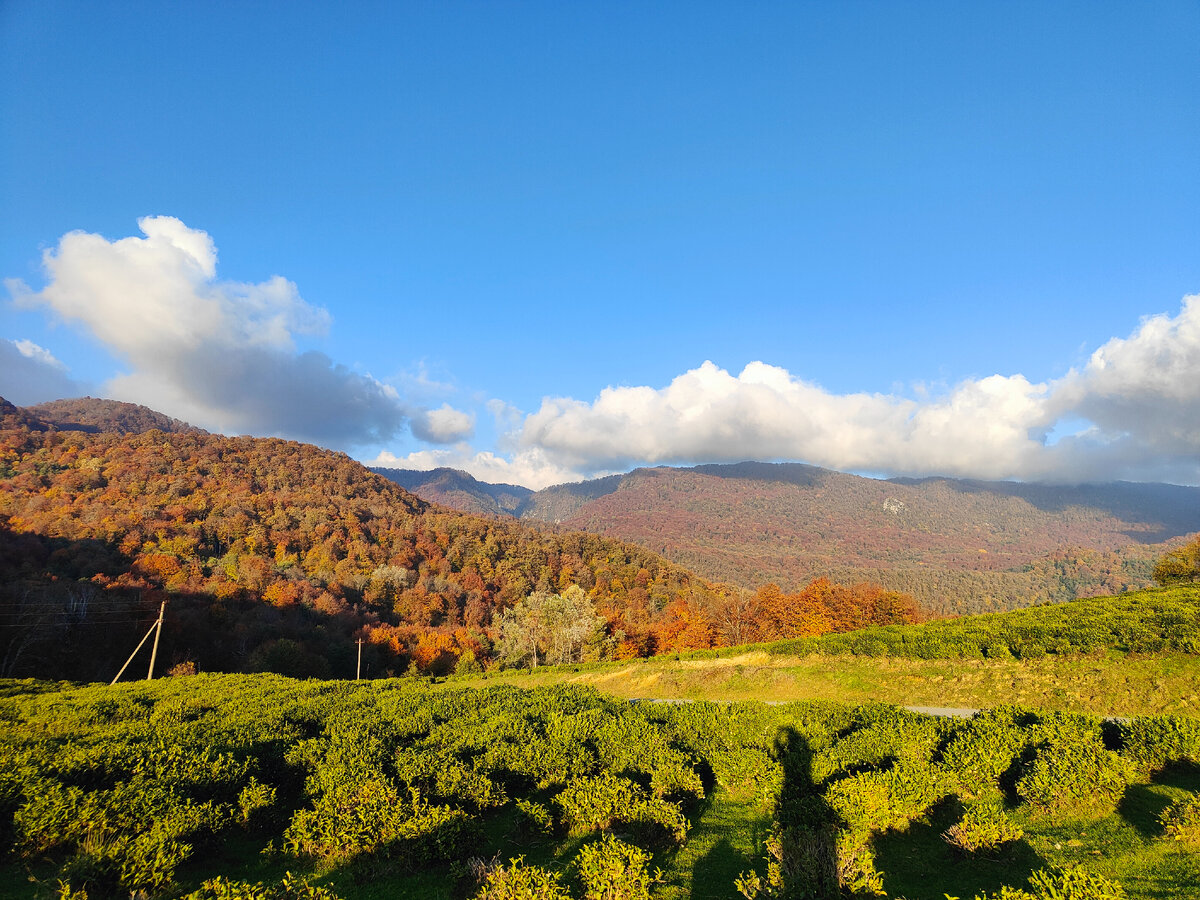 Чайные плантации