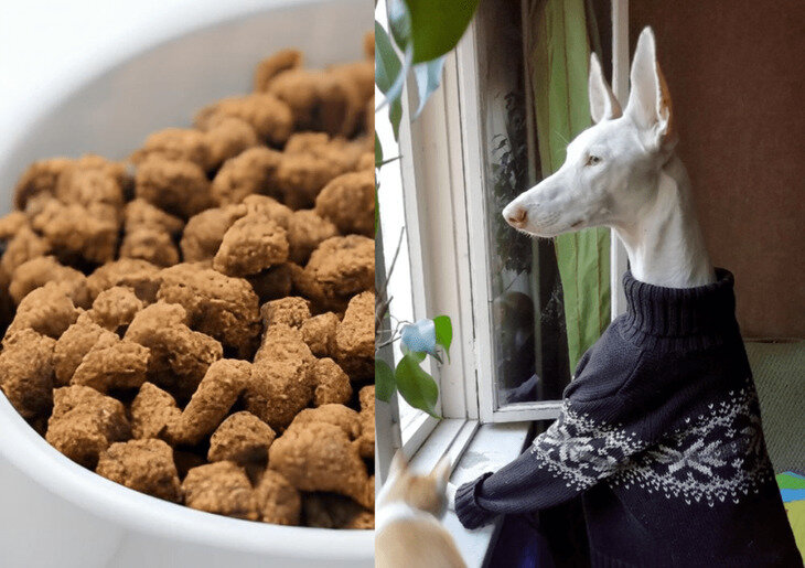    Производство кормов для собак и кошек входит в золотую эру с признанием устойчивости отрасли