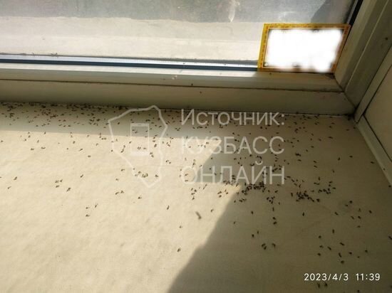     Фото: Кузбасс Онлайн