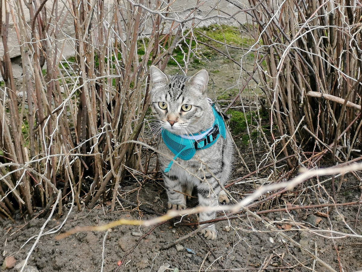 Включили камеру в квартире и уехали на 4 дня: смотрим, что делал кот ...