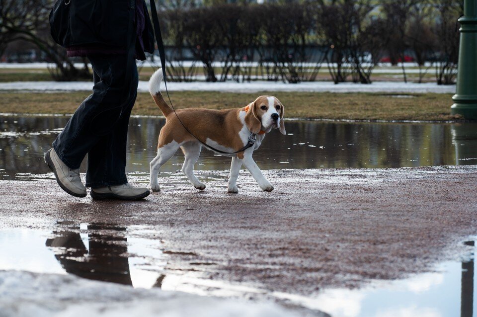     Весна начнется в Петербурге с 5 апреля Юлия ПЫХАЛОВА
