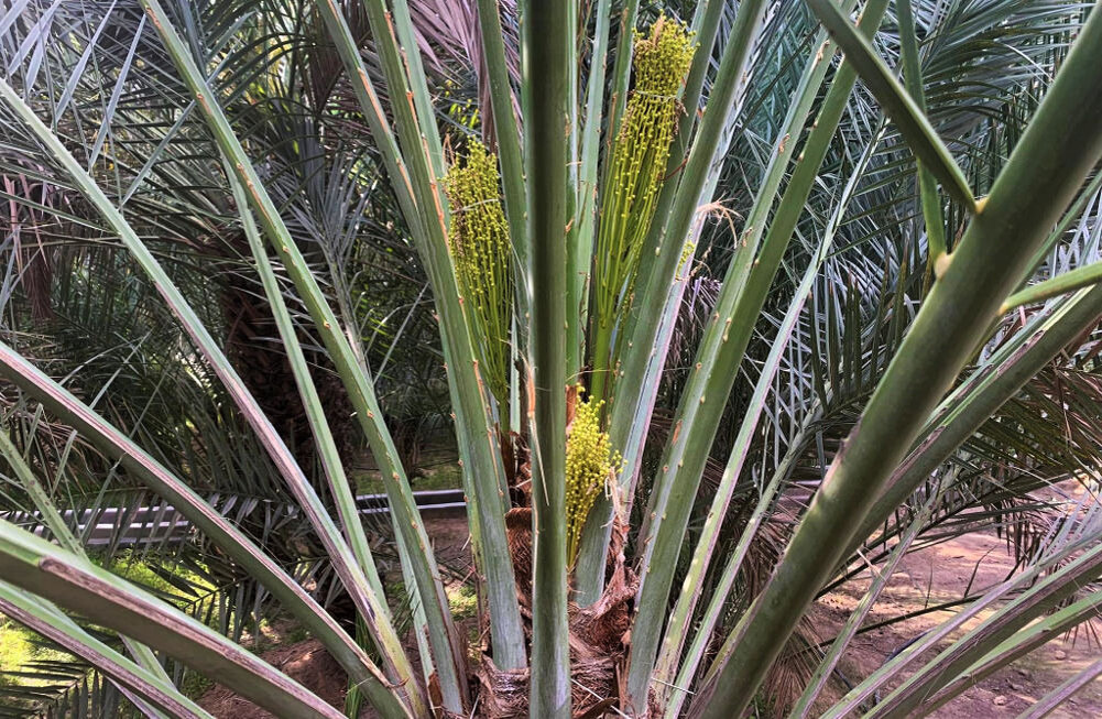 Оазис Hili в городе Аль-Айн Вы видели как цветут финики?