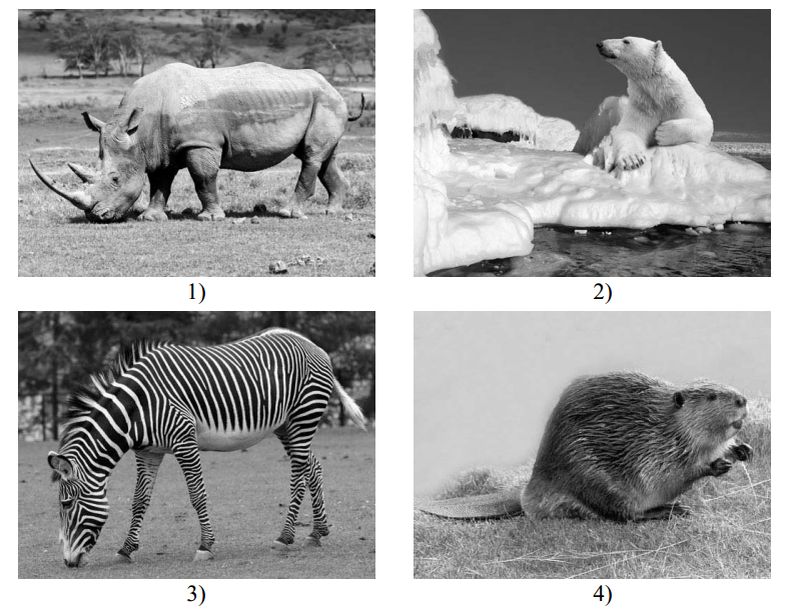 Животные африки 4 класс окружающий мир впр. Какие из этих животных обитают. Зоны. И животных обитают в естественной среде. Животные в естественной среде. ВПР животные.