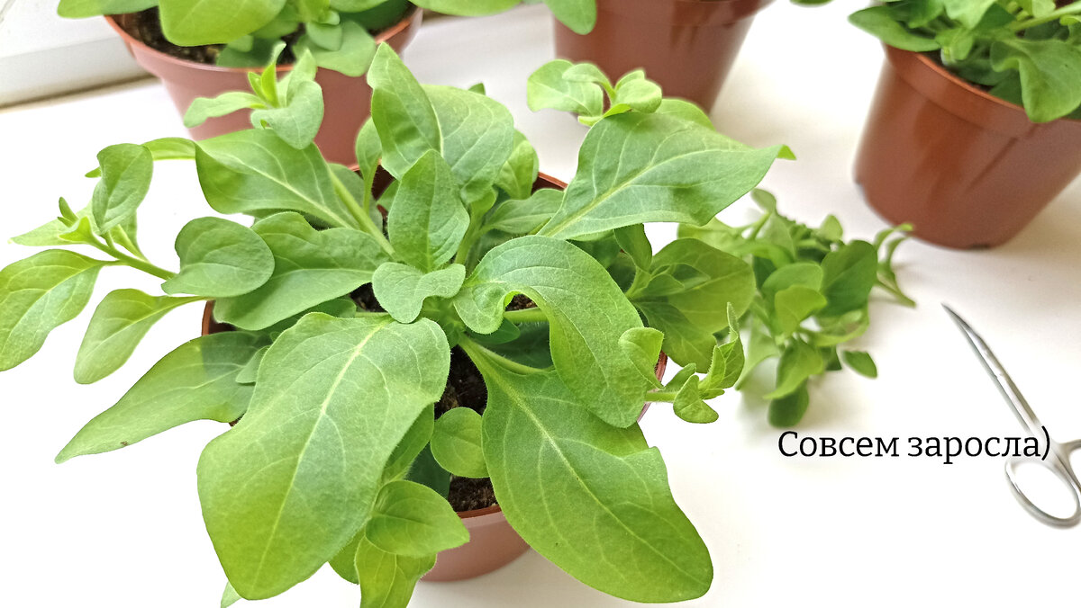 ,  ,     -       .    ?