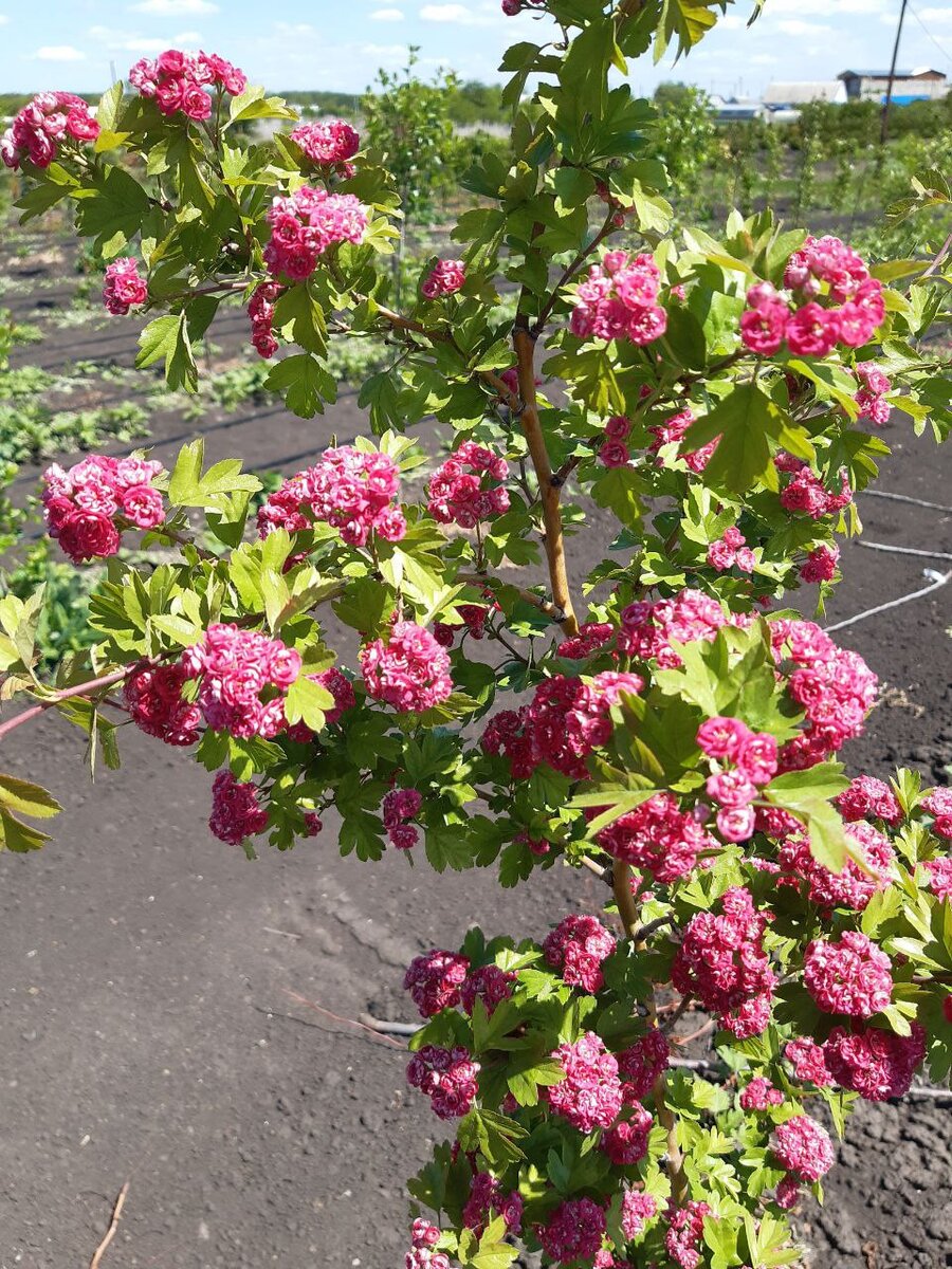 Боярышник однопестичный "Рубра Плена"("Красный махровый") Crataegus monogyna "Rubra Plena" Необычайно красив.-2