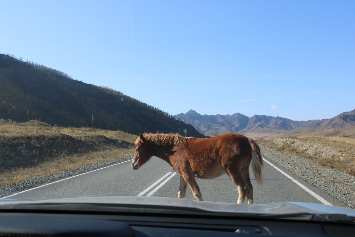 Один день на Чуйском тракте. | ТРОЕ и СУБАРУ🚙 | Дзен