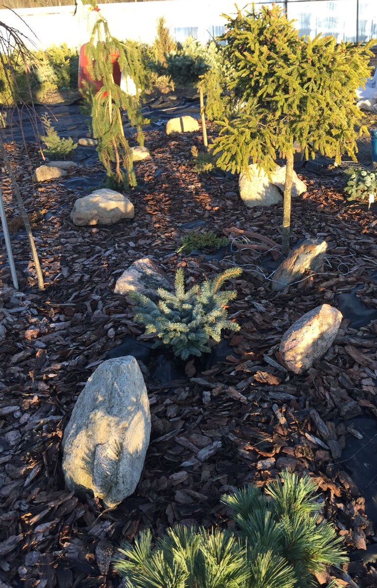 Это мой хвойный садик. Вернее его часть. Над названием еще думаю.