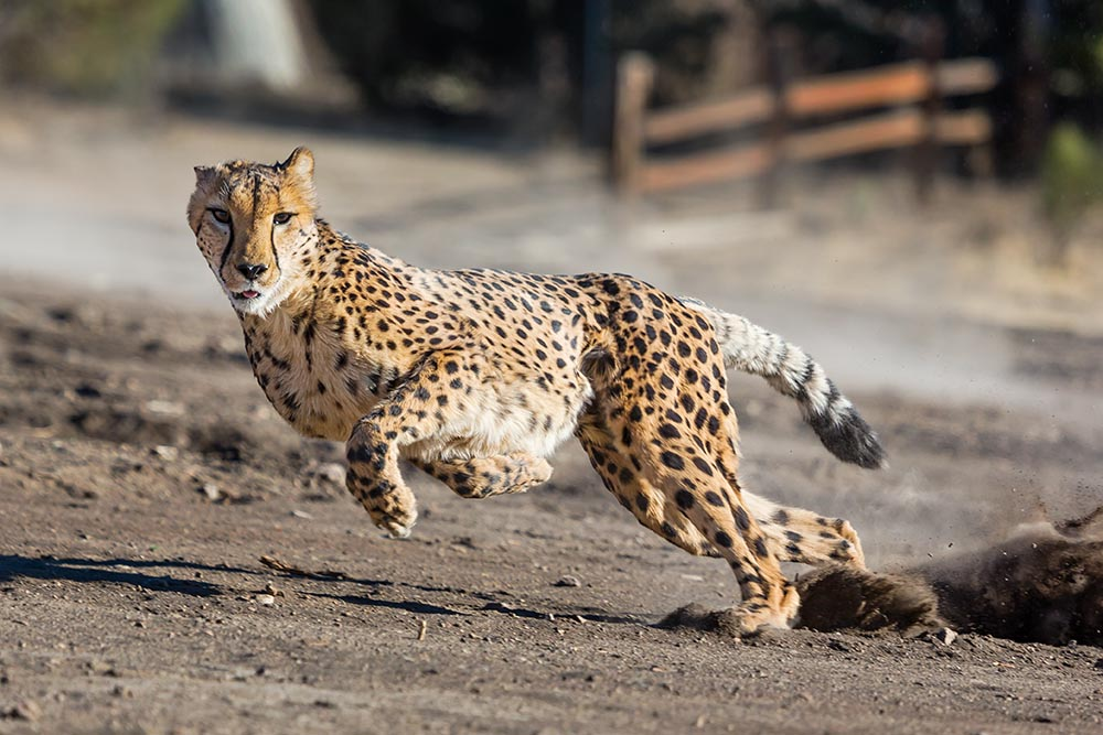 Cheetah square. Гепард бежит. Леопард бежит. Гепард в беге. Бегающие животные.