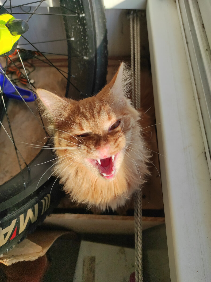 Личный архив. Зеваем. 