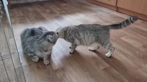 Кот и кошка целуются на лестнице