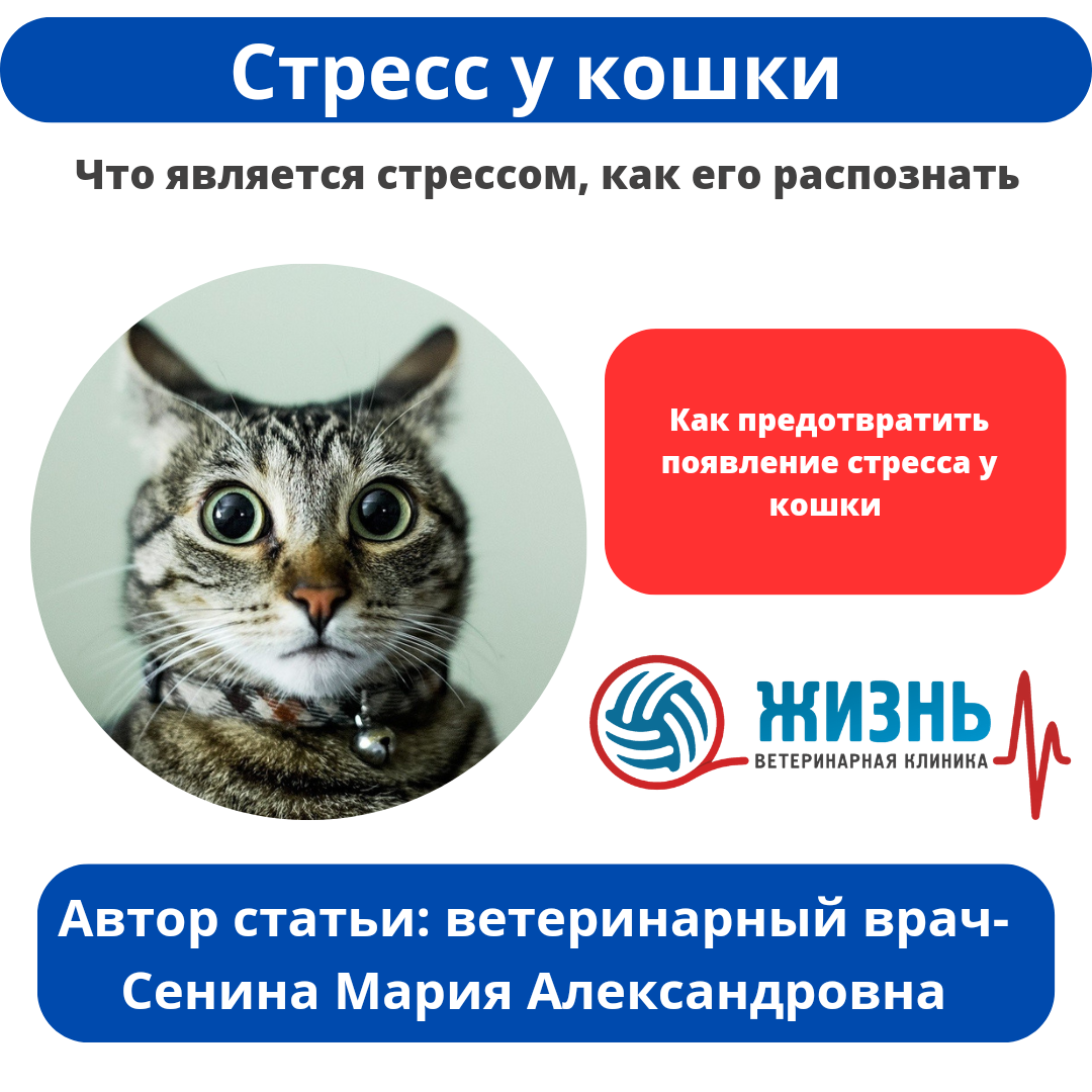 Стресс у кошек | Ветклиника в Калуге - Жизнь | Дзен