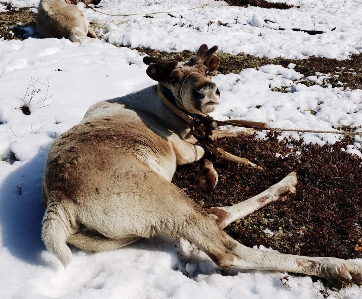 Река Баури. Олень греется на весеннем солнышке