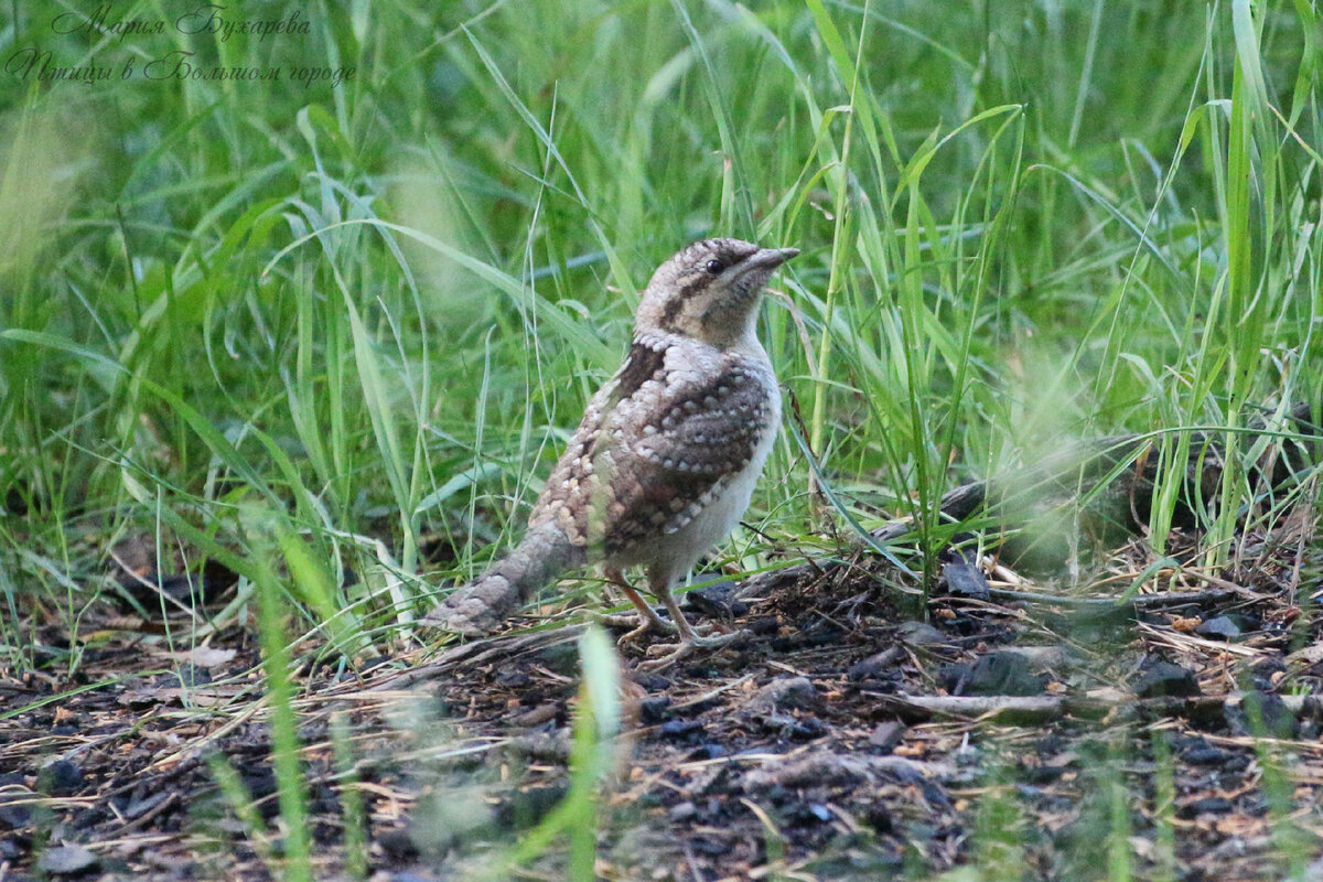 Вертишейка