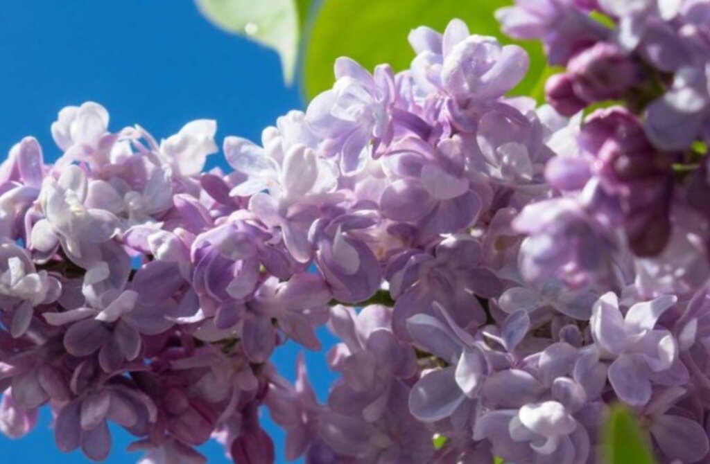 Цветущая сирень