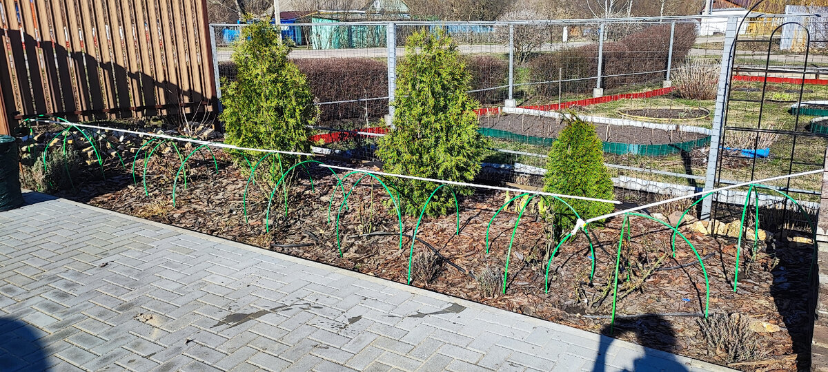 заодно и лаванду почикала, она зимовала под укрытием